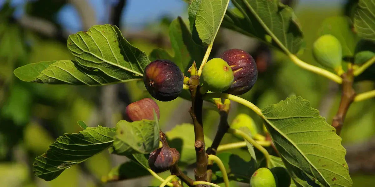 Les incroyables bienfaits santé du figuier