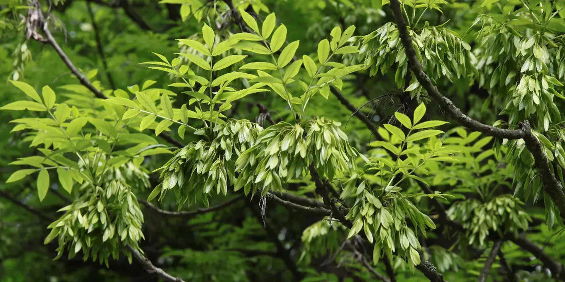 Les bienfaits santé du frêne: douleurs articulaires et détox