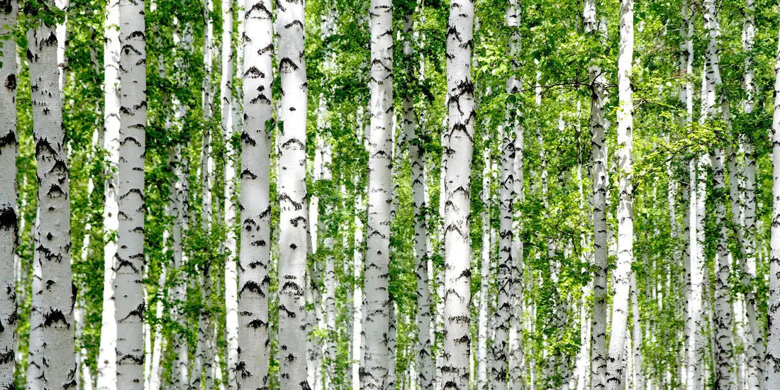 Les bienfaits du bouleau blanc pour la santé et la peau