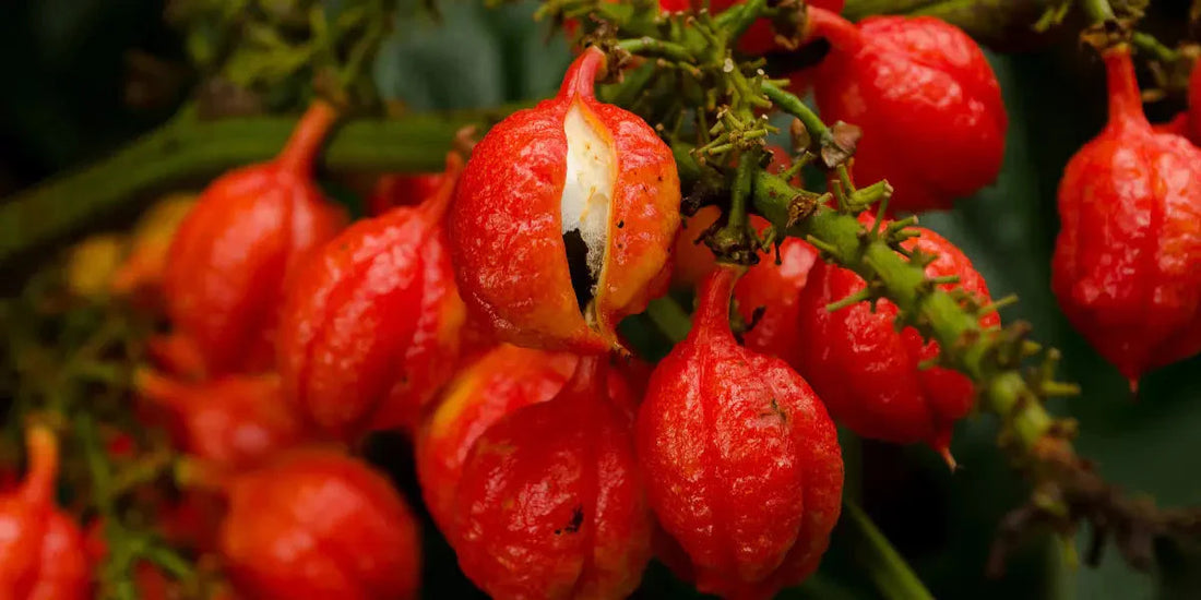 Guarana : Énergie, Immunité et Bien-être Mental