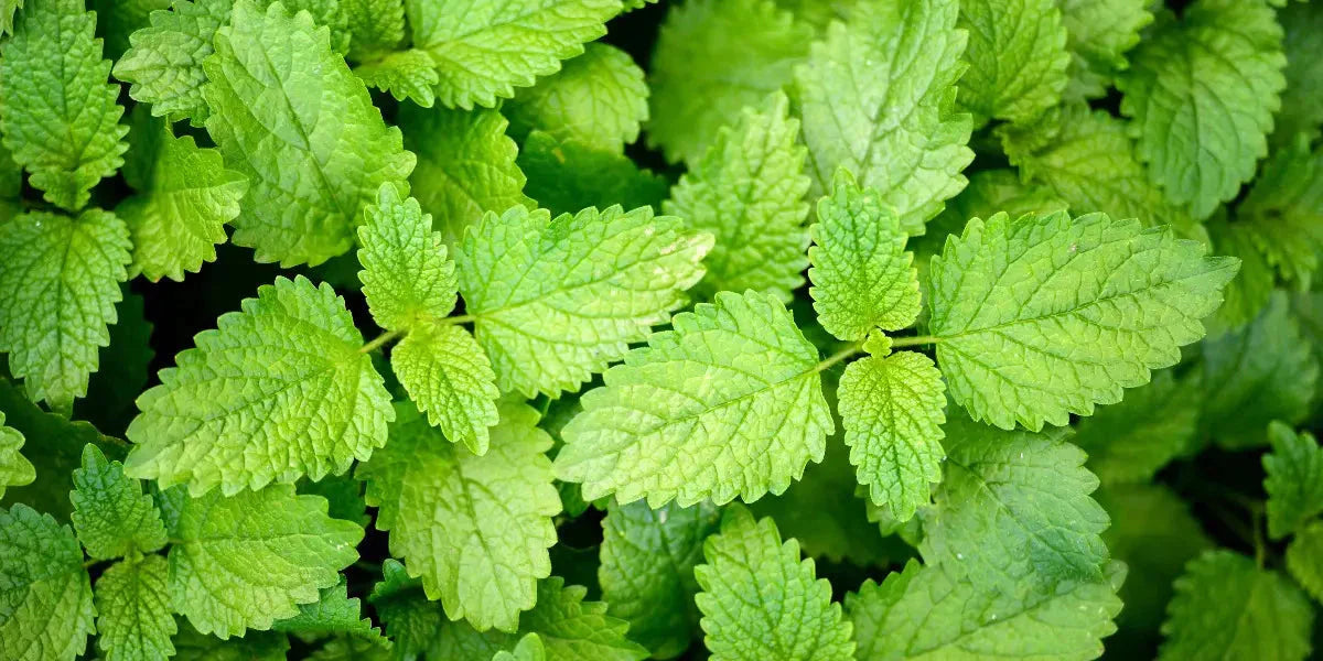 Les bienfaits de la mélisse : sommeil, digestion et bien-être