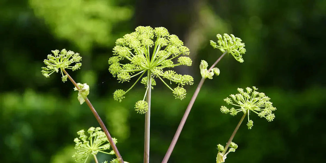 Angélique vraie : bienfaits, digestion, stress et santé