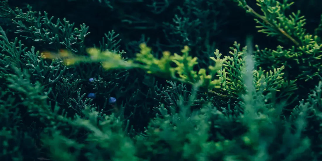 Genévrier : bienfaits santé, digestion et articulations