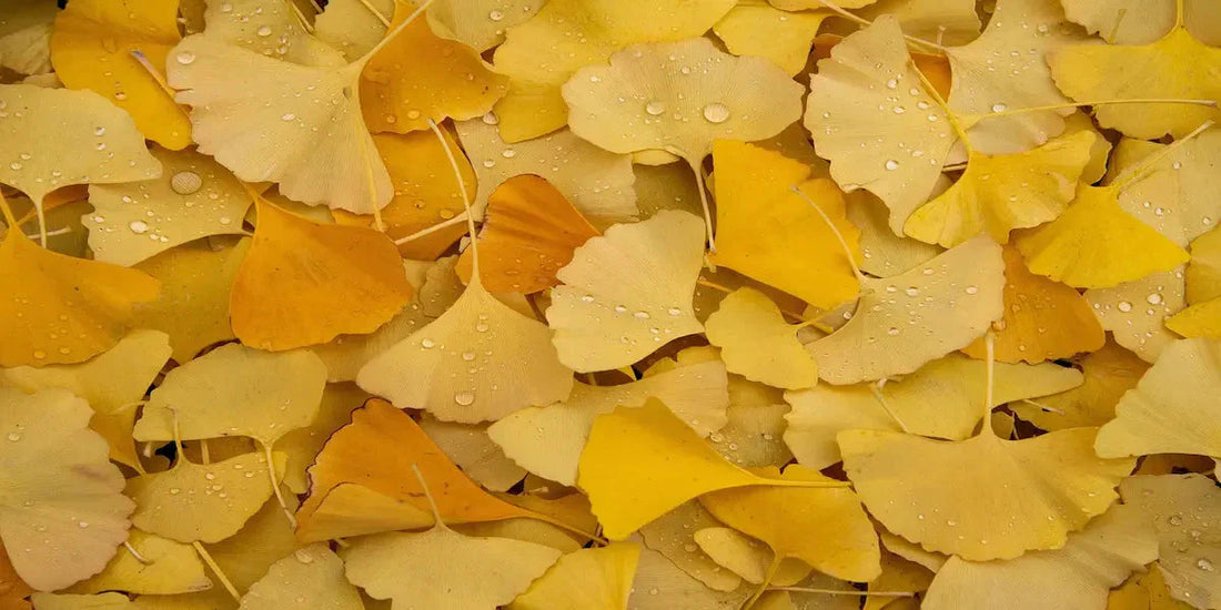 Ginkgo biloba : bienfaits, mémoire et circulation sanguine