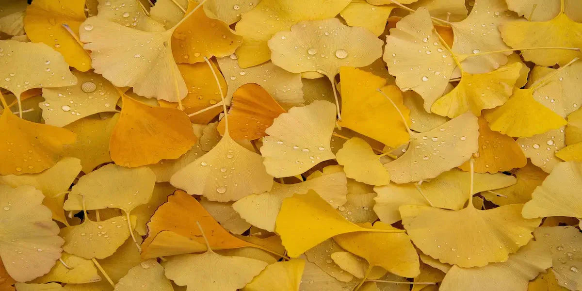 Ginkgo biloba : bienfaits, mémoire et circulation sanguine