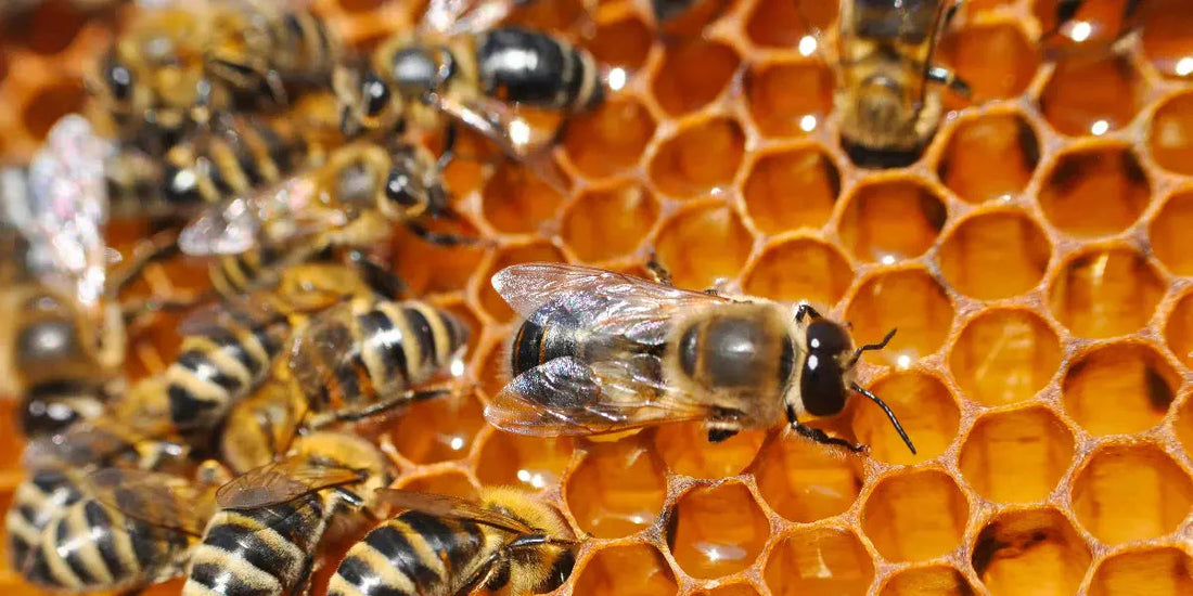 Gelée royale : bienfaits pour la santé et le métabolisme