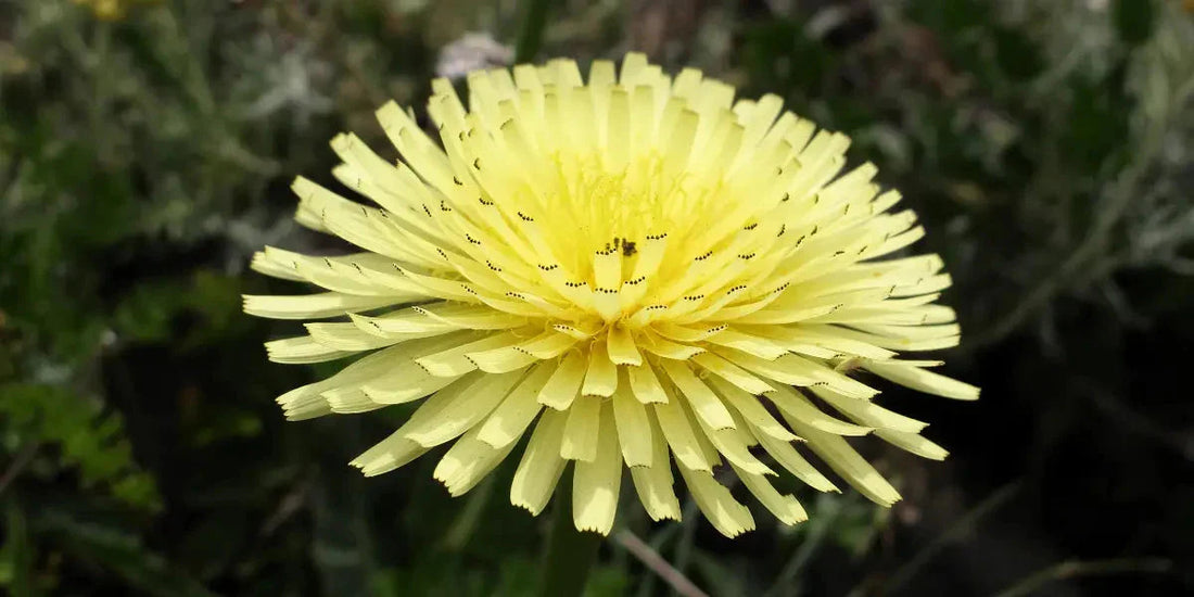 Piloselle : ses bienfaits pour la santé et la détoxification