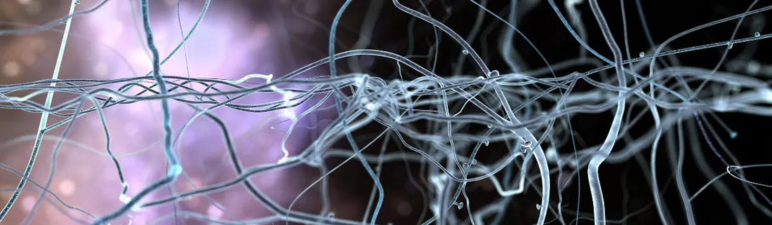 5-HTP, tryptophane, sérotonine : leurs rôles pour la fibromyalgie