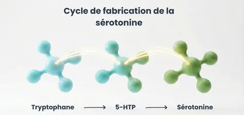 Cycle de fabrication de la sérotonine. Tryptophane, 5HTP et sérotonine