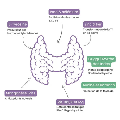 Thyro-X Fonctionnement normal de la Thyroïde