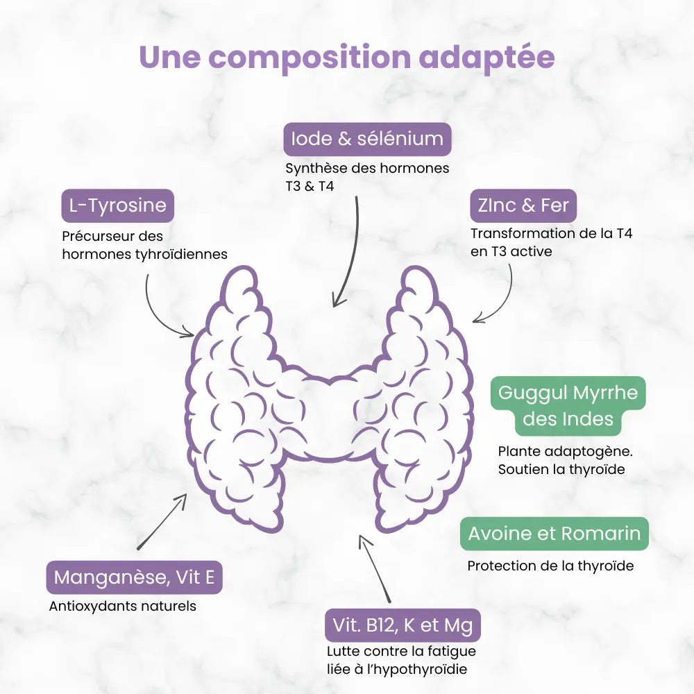 Soutien de la thyroïde - Composition de ThyroX